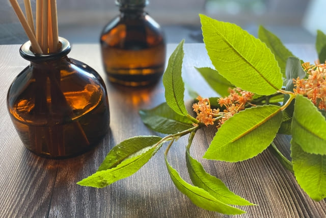 金木犀をトラブルなく育てるコツ