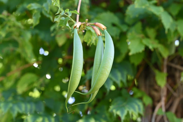 大量の花が散るので掃除が大変になる