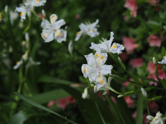 シャガを植える場所の最適な条件