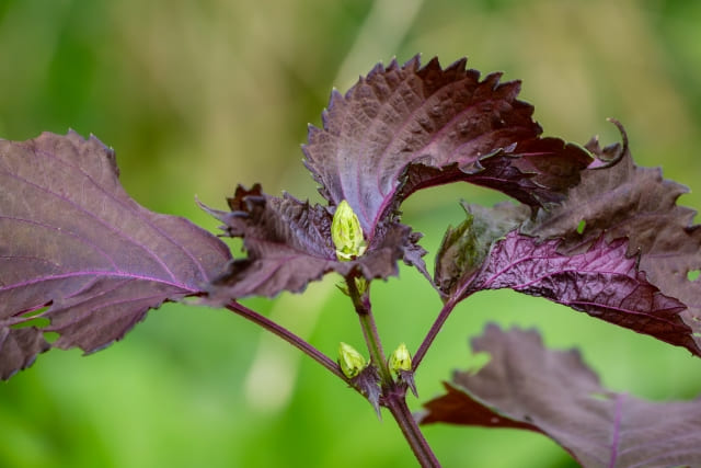 なぜシソを植えてはいけないと言われるのか