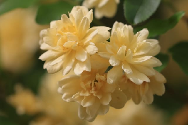 それでもモッコウバラを楽しみたい人へ