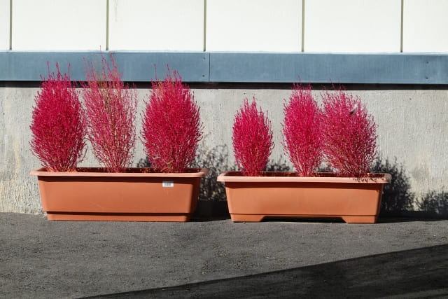 紅葉以外の見た目が悪い時期がある