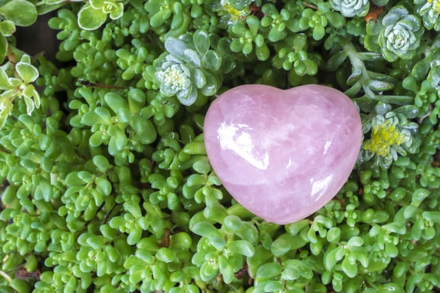 セダムを安全に楽しむための育て方とおすすめ品種