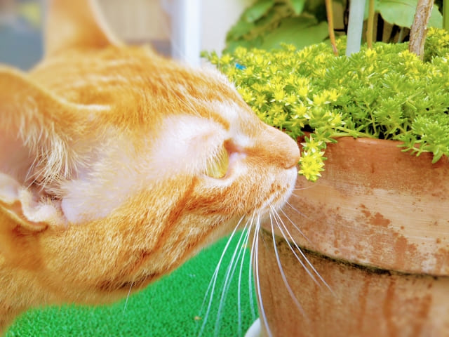 ペットに危険なハーブもあるので注意