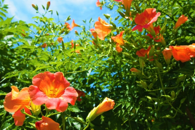 隣家とのトラブルに発展する可能性