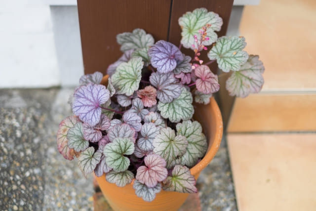 鉢植えでの育て方なら安心