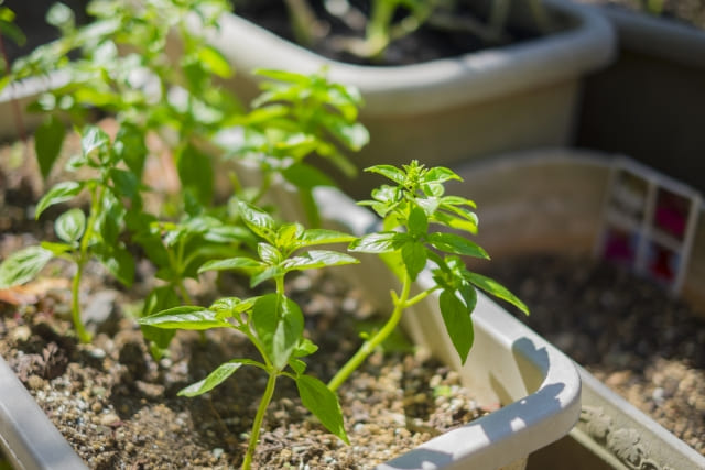 鉢植え・プランターが推奨されるハーブ