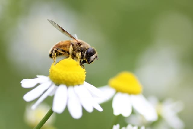 周囲への影響も考慮!カモミールを植えてはいけない生態系の問題