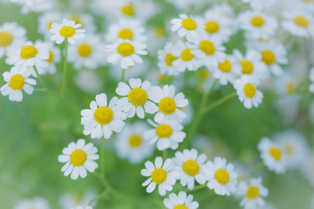 なぜ「カモミールを植えてはいけない」と言われるのか