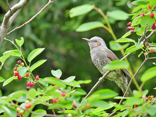 ジューンベリーを植えて後悔した人の体験談と原因