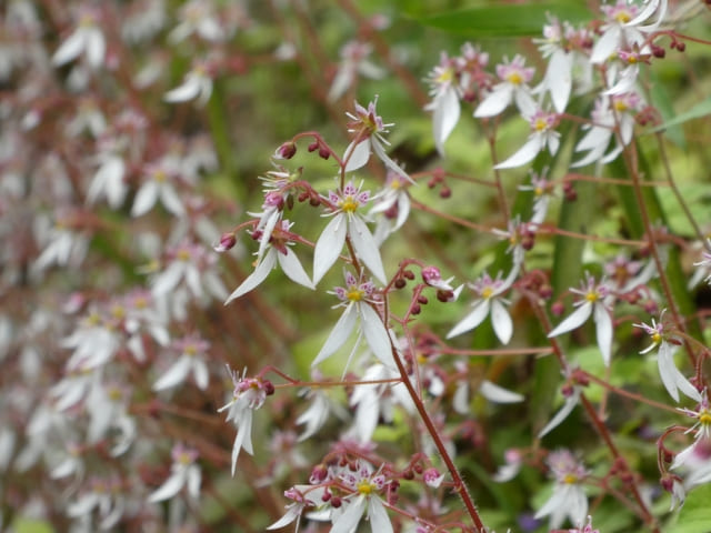 ユキノシタを植えてはいけない時の代替植物
