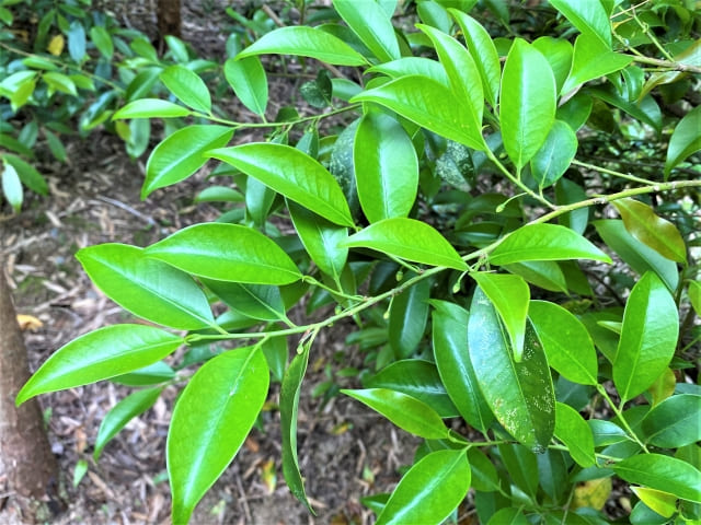 榊を庭に植えるメリット・デメリットと育てる時の注意点