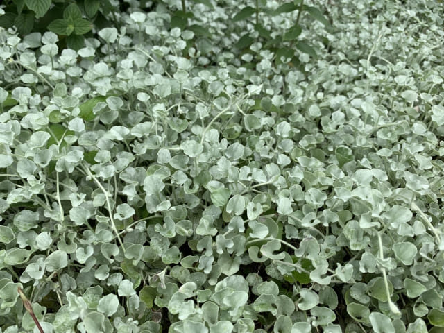 ディコンドラ（ダイカンドラ）