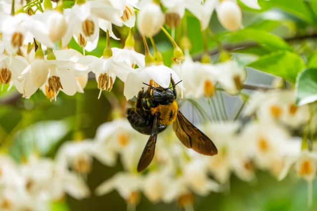 なぜエゴノキは植えてはいけないと言われるのか