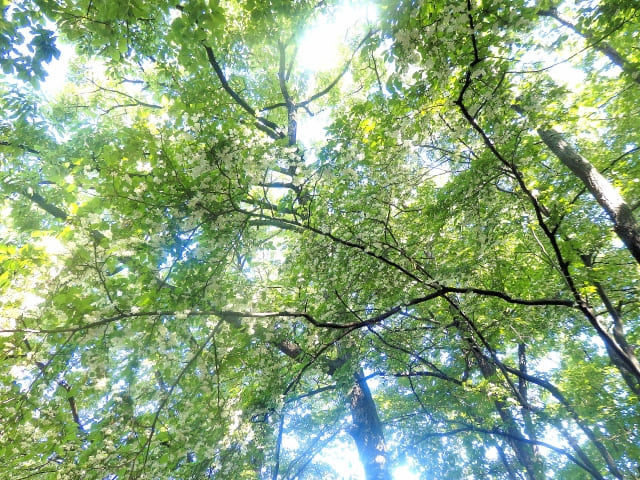 エゴノキを植えてはいけない場合の管理と周辺への影響