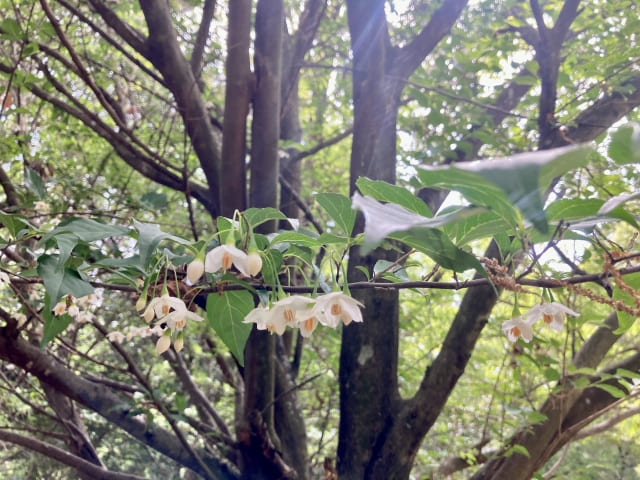 後悔しないためのエゴノキとの付き合い方