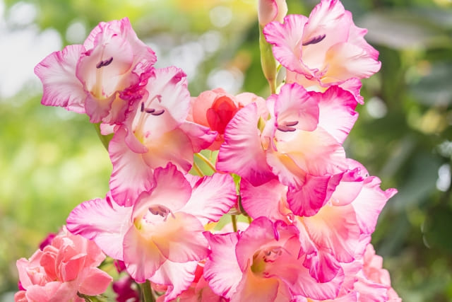 グラジオラス 植えっぱなしにするための育て方と花後の管理