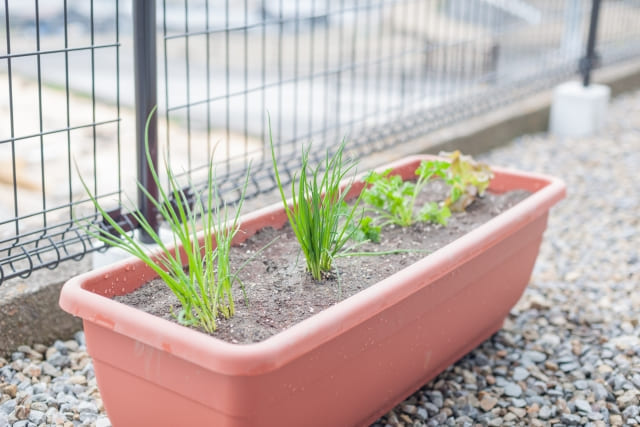 九条ネギ 植えっぱなしがうまくいく管理テクニックとトラブル対策〜まとめ〜