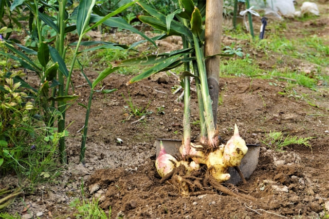 生姜の植えっぱなしを防ぐための正しい育て方と植え付け方法