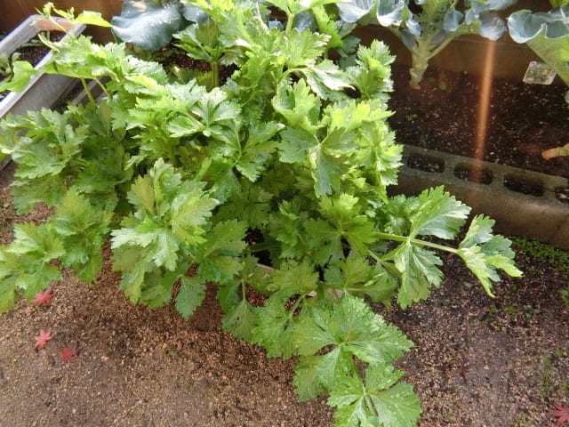 セロリを植えっぱなしで育てられるのか?基本知識と特徴