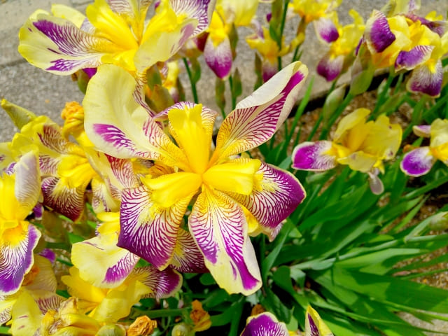 ジャーマンアイリスの植えっぱなしを防ぐための植え替え・株分け・日常管理のポイント