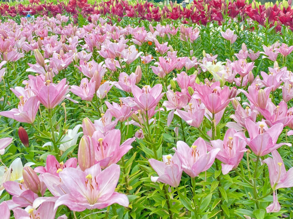 まとめ:百合 球根 植えっぱなしで毎年咲かせるポイント