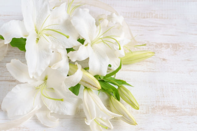 カサブランカの球根を植えっぱなしで育てる管理方法