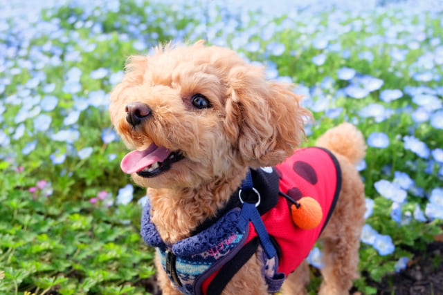 毒性は？ペットや子どもに対しての安全性が気になる