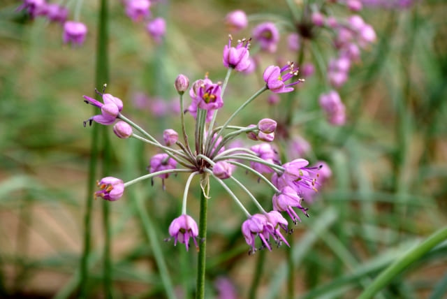 らっきょうの植えっぱなし栽培のやり方