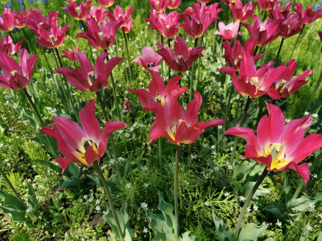 原種チューリップ