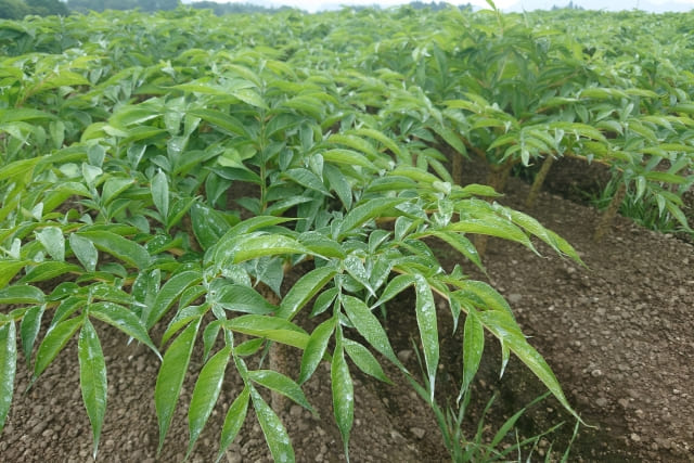 こんにゃく芋 植えっぱなしは可能?基本の育て方と成功の条件