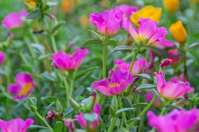 ポーチュラカ 植えっぱなしで長く咲かせる育て方と管理のコツ