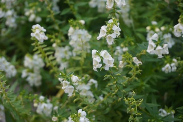 金魚草を植えっぱなしで長く楽しむための増やし方とメンテナンス【まとめ】
