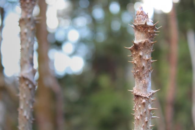 タラの木を安全に育てる方法とおすすめの環境
