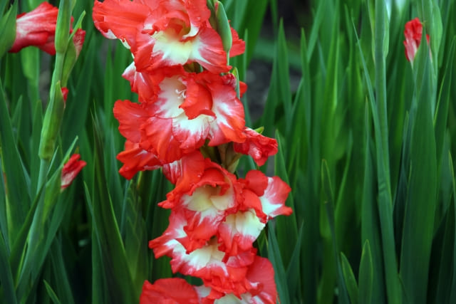 グラジオラス 植えっぱなしと掘り上げの判断基準・球根管理方法【まとめ】