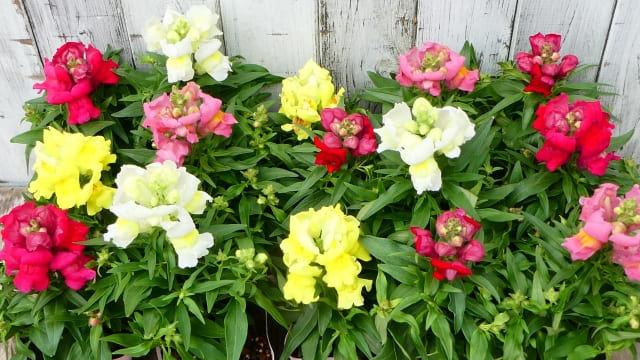 金魚草を植えっぱなしで楽しむための育て方と年間管理