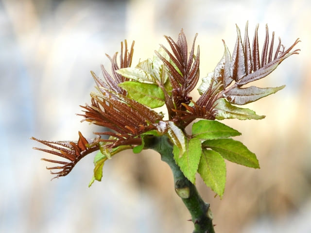 タラの木を植えてはいけない理由とは?危険性と注意点を解説