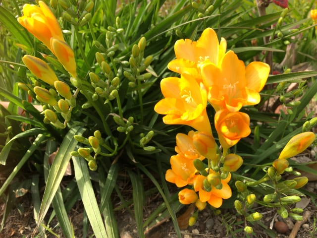 フリージアの球根を植えっぱなしで長く楽しむ育て方