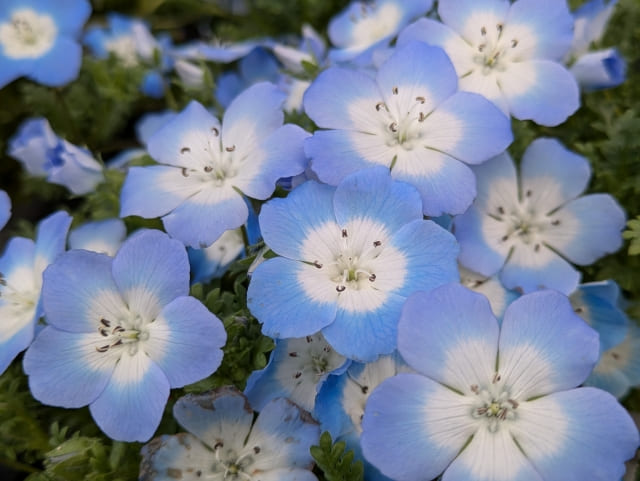 ネモフィラの代わりにおすすめの青い花・グランドカバー