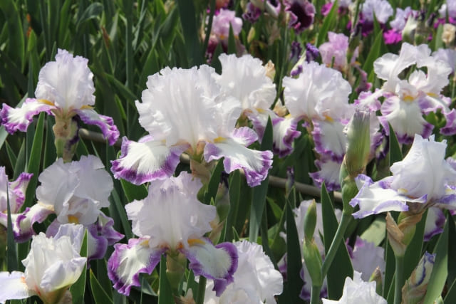 ジャーマンアイリスを植えっぱなしで育てるとどうなる?育ち方と起きやすいトラブル