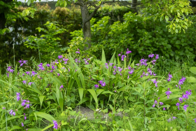 シラン 植えてはいけないを回避する管理と育て方