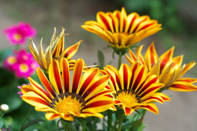 ガザニア 植えっぱなしで起こりがちなトラブルと真夏・真冬の対策