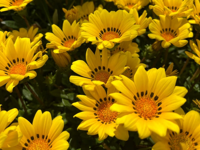 ガザニア 植えっぱなしでも育つ?多年草としての特徴と基本の管理ポイント