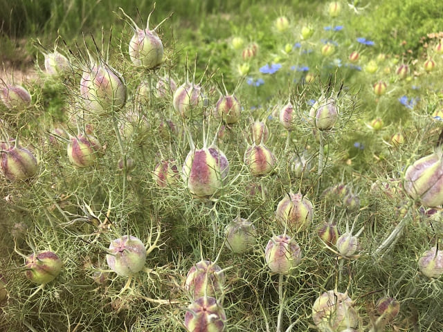 ニゲラを植えてはいけないと言われる理由とは?知っておきたいデメリット