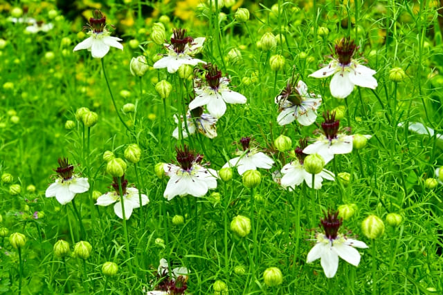 それでもニゲラを植えたい人へ|植えてはいけない理由を克服する育て方と対策