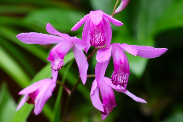 まとめ|シラン 植えてはいけないと言われる理由と管理のコツを再確認
