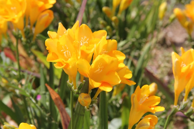 フリージアの球根を植えっぱなしで育てるための総まとめ