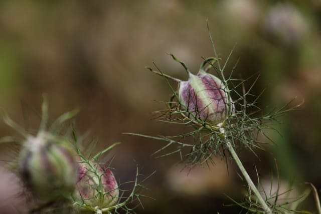 ニゲラを植えてはいけないと言われる本当の理由とリスク