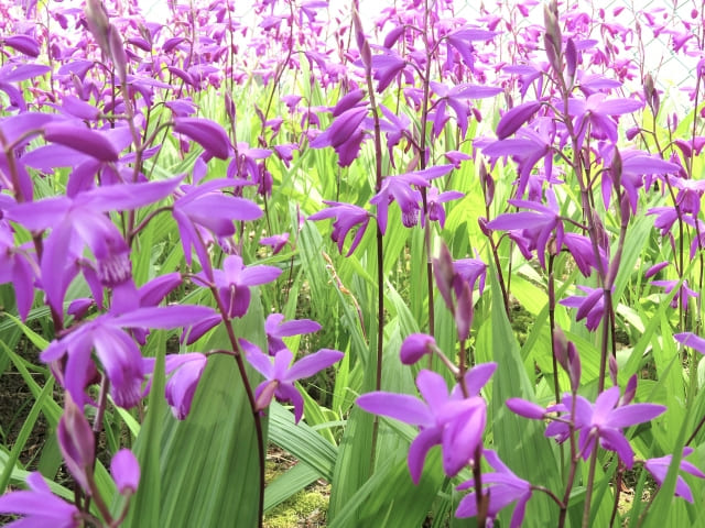 シラン 植えてはいけないと言われる理由