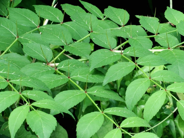 タラの木の縁起・風水・実用面まで徹底ガイド